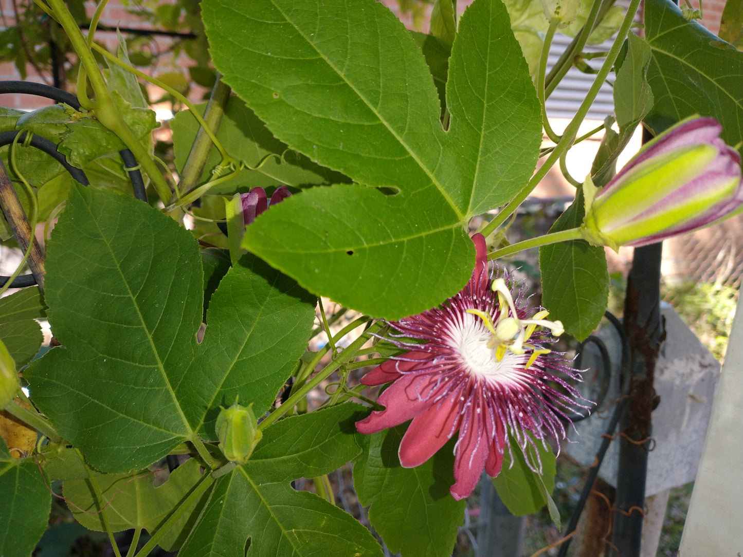 Passionflower Flower Essence