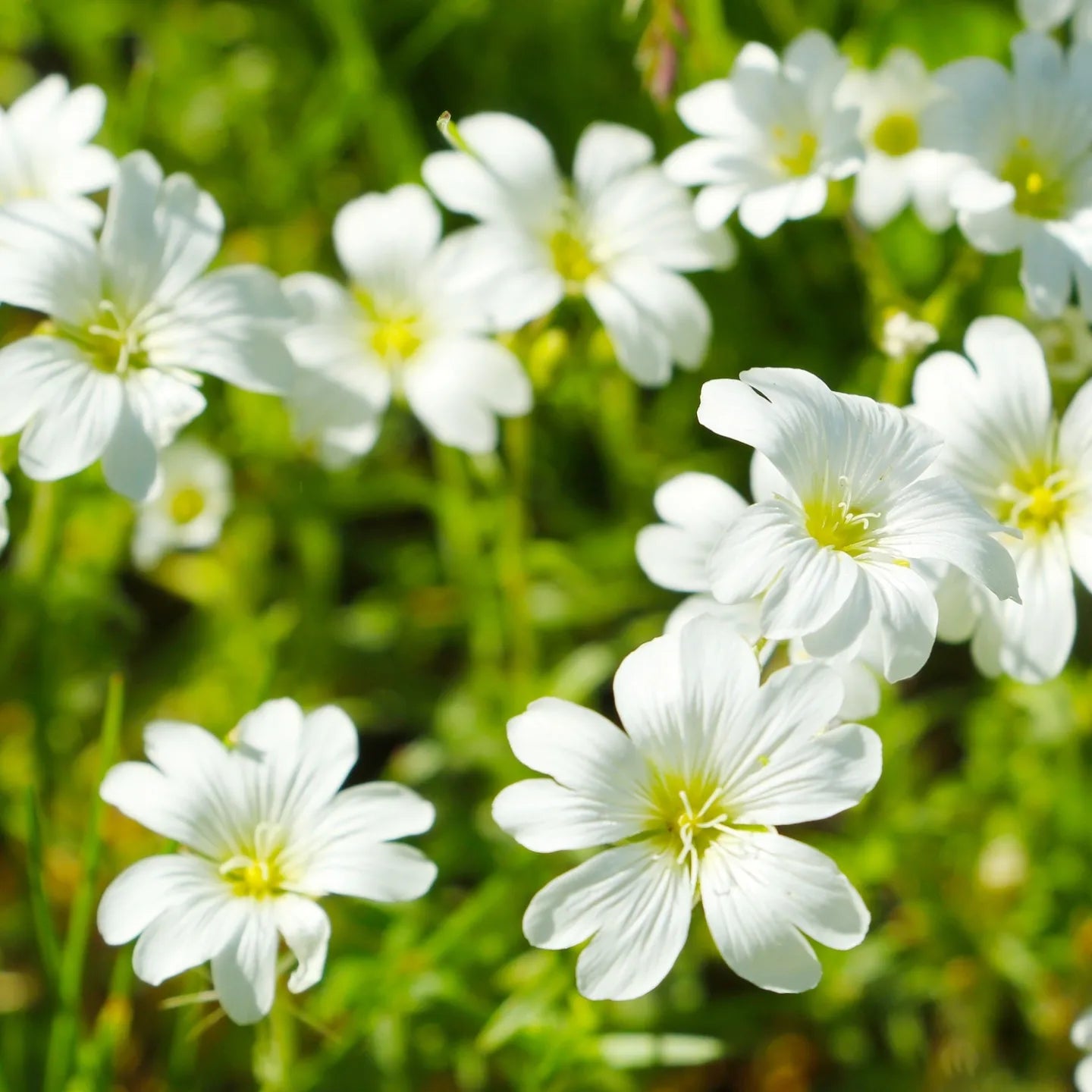 Chickweed Tincture