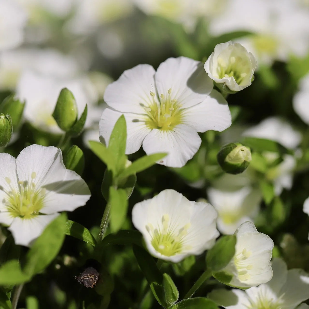 Chickweed Tincture