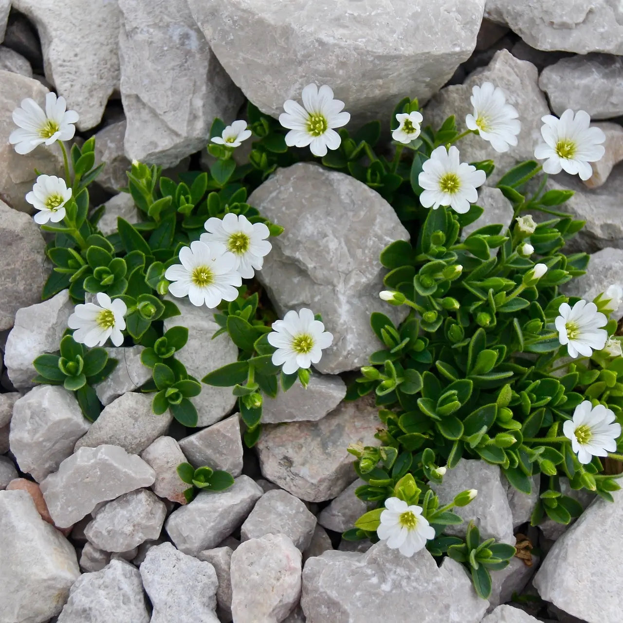 Chickweed Tincture