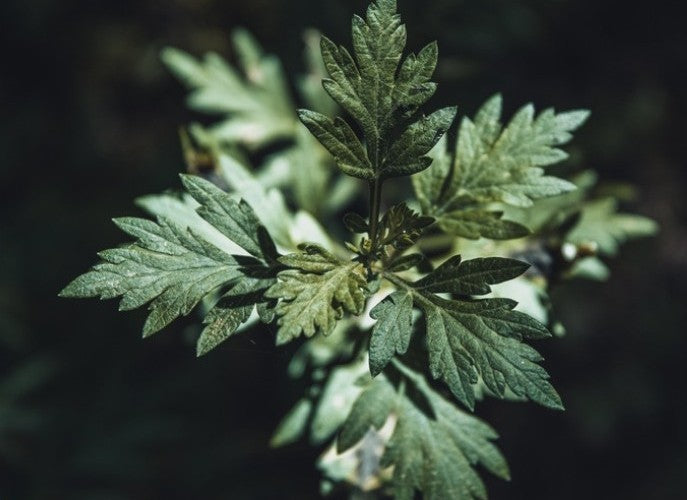 Mugwort Body Oil