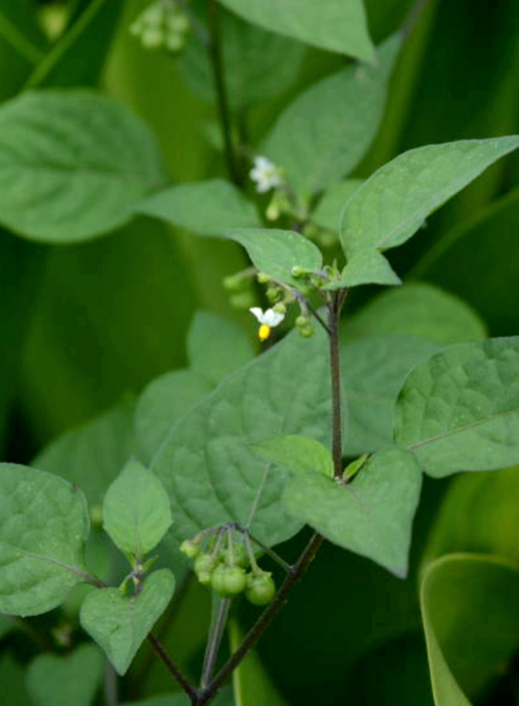 Black Nightshade Flower Essence