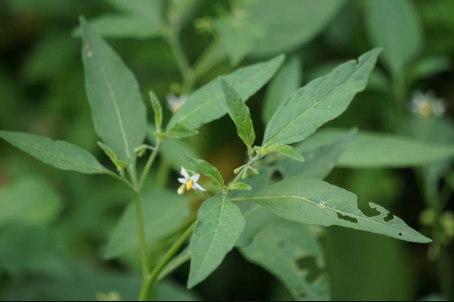Black Nightshade Flower Essence