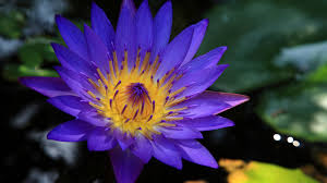 Blue Lotus Flower Essence