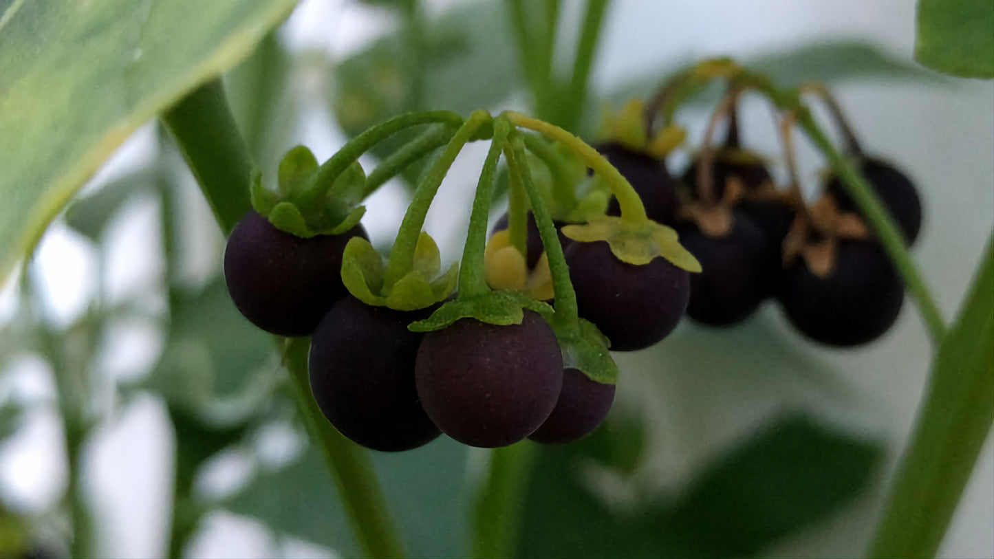Black Nightshade Flower Essence