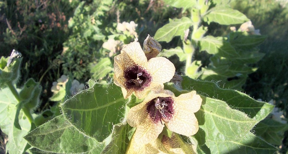 Black Henbane Flower Essence