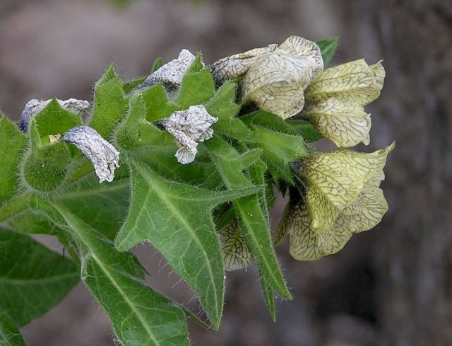 Black Henbane Flying Ointment