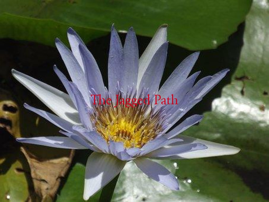 Blue Lotus Spagyric – The Jagged Path