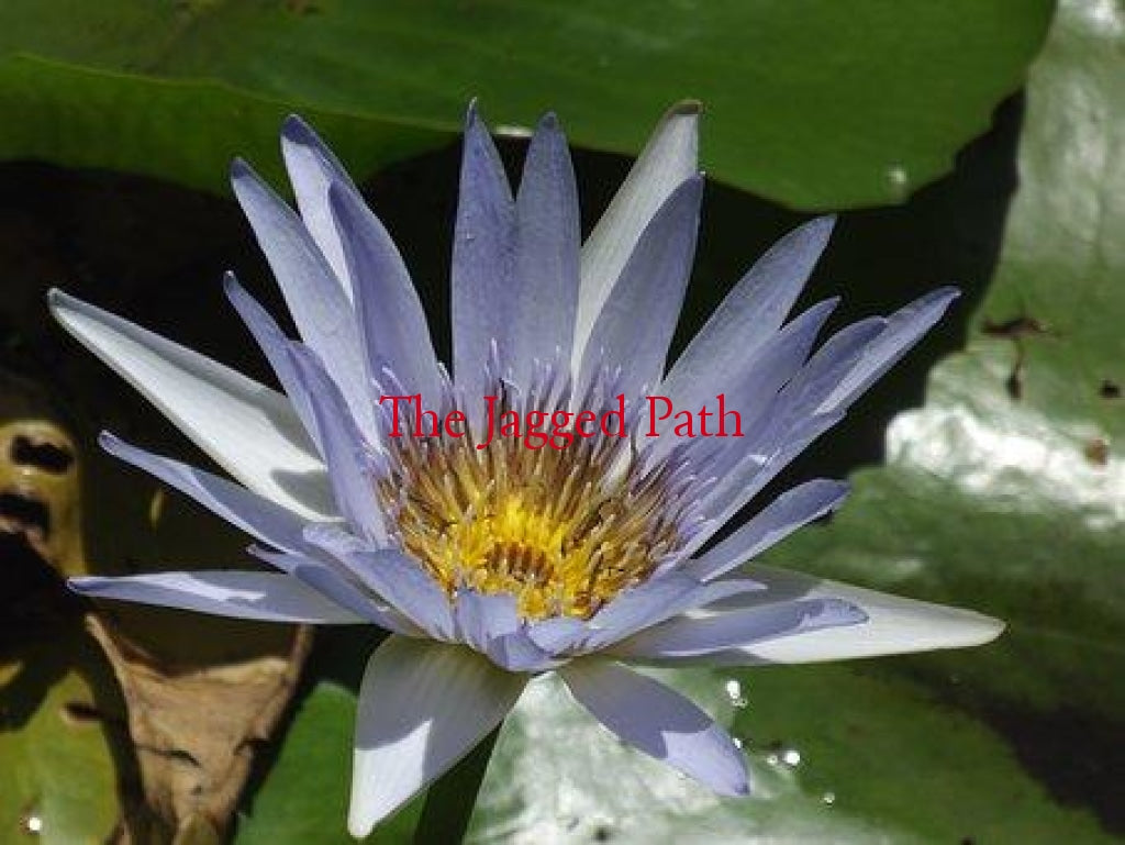 Blue Lotus Spagyric Tincture