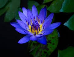 Blue Lotus Flower Essence