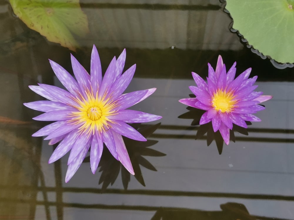 Blue Lotus ointment (Nymphea caerulea)