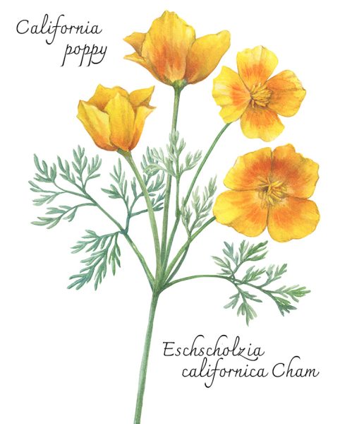 California Poppy Tincture