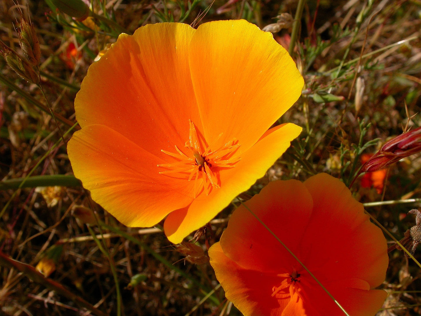 California Poppy Tincture