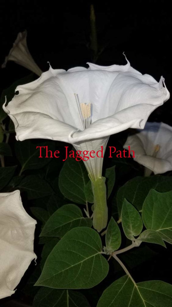 Datura Tincture
