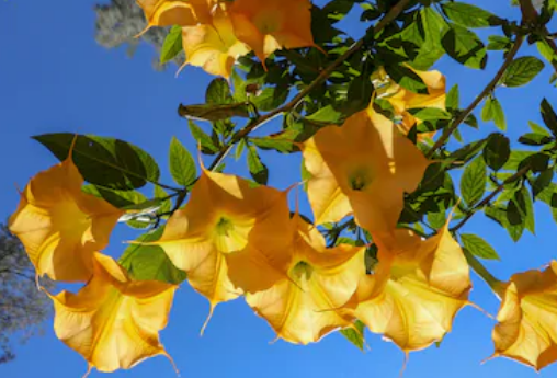 Brugmansia Oil