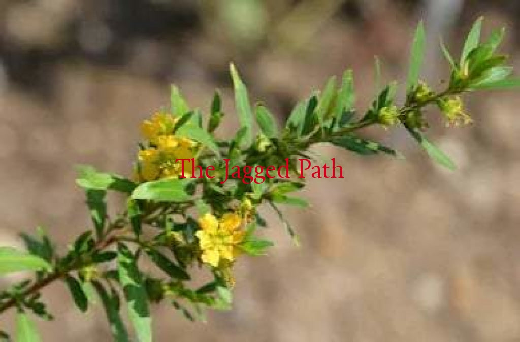 Elixir Of The Sun Tincture