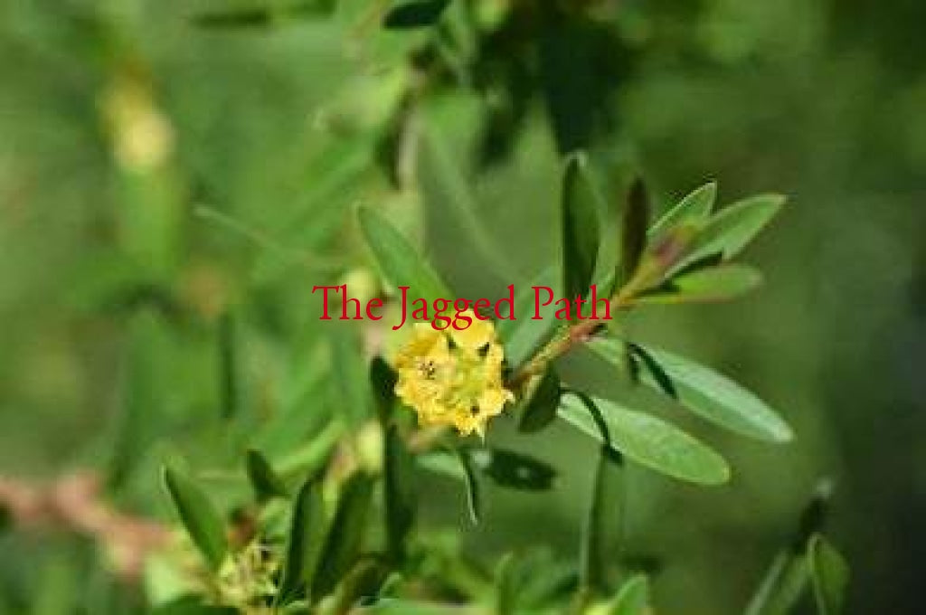 Elixir Of The Sun Tincture