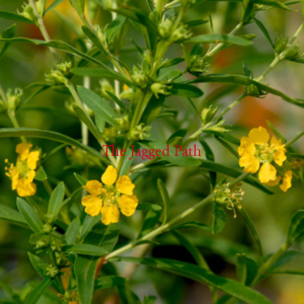 Elixir Of The Sun Tincture