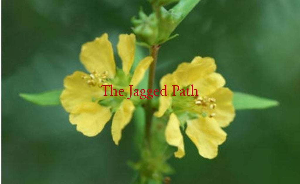 Elixir Of The Sun Tincture