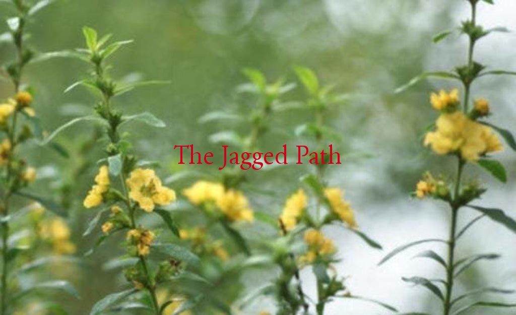 Elixir Of The Sun Tincture