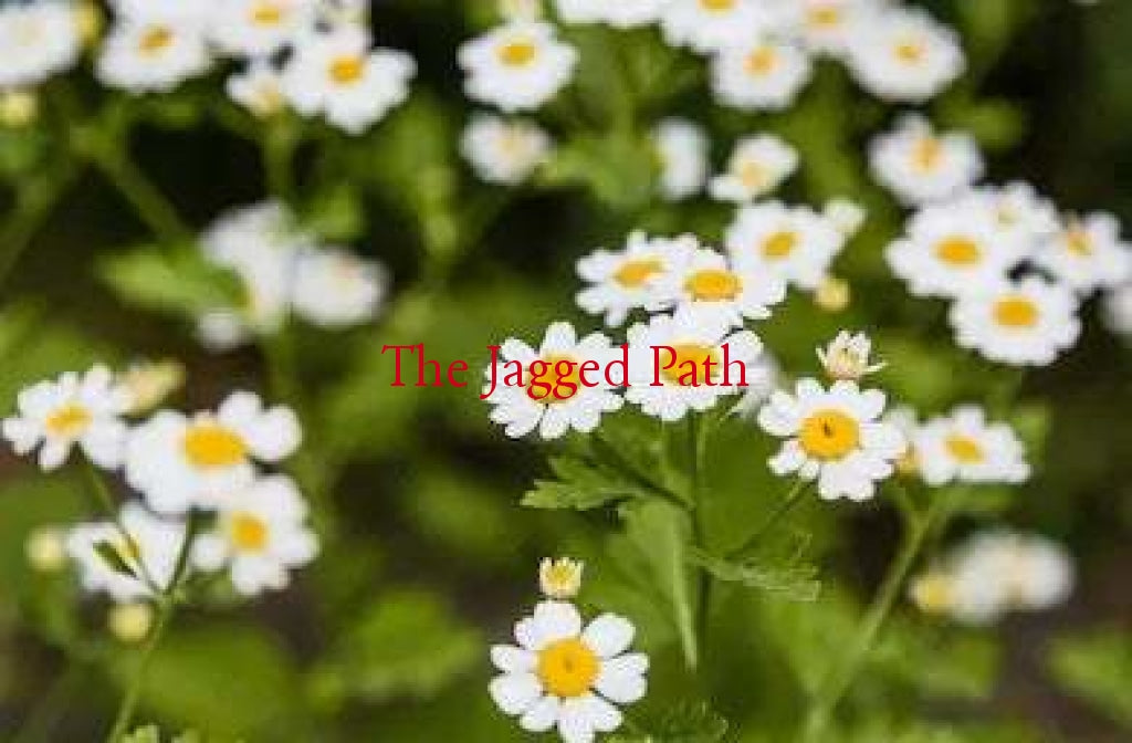 Feverfew Tincture