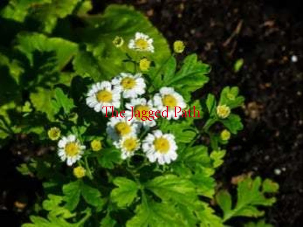 Feverfew Tincture