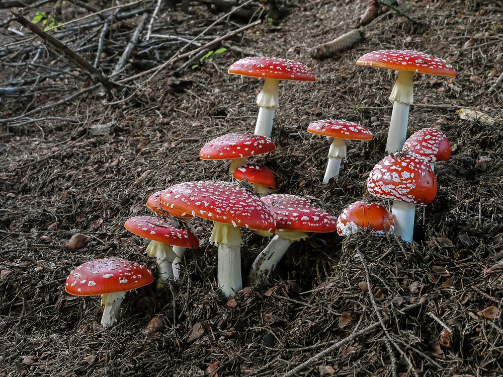 Fly Agaric Tincture