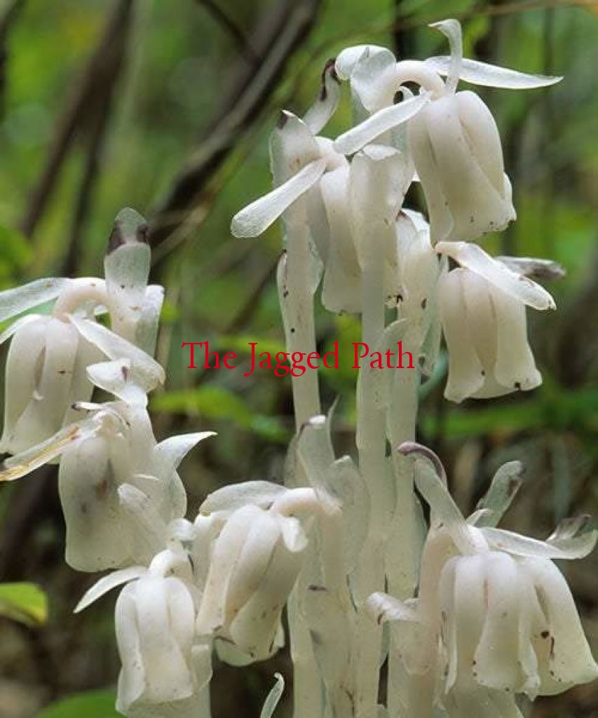 Ghost Pipe (Monotropa Uniflora) Tincture