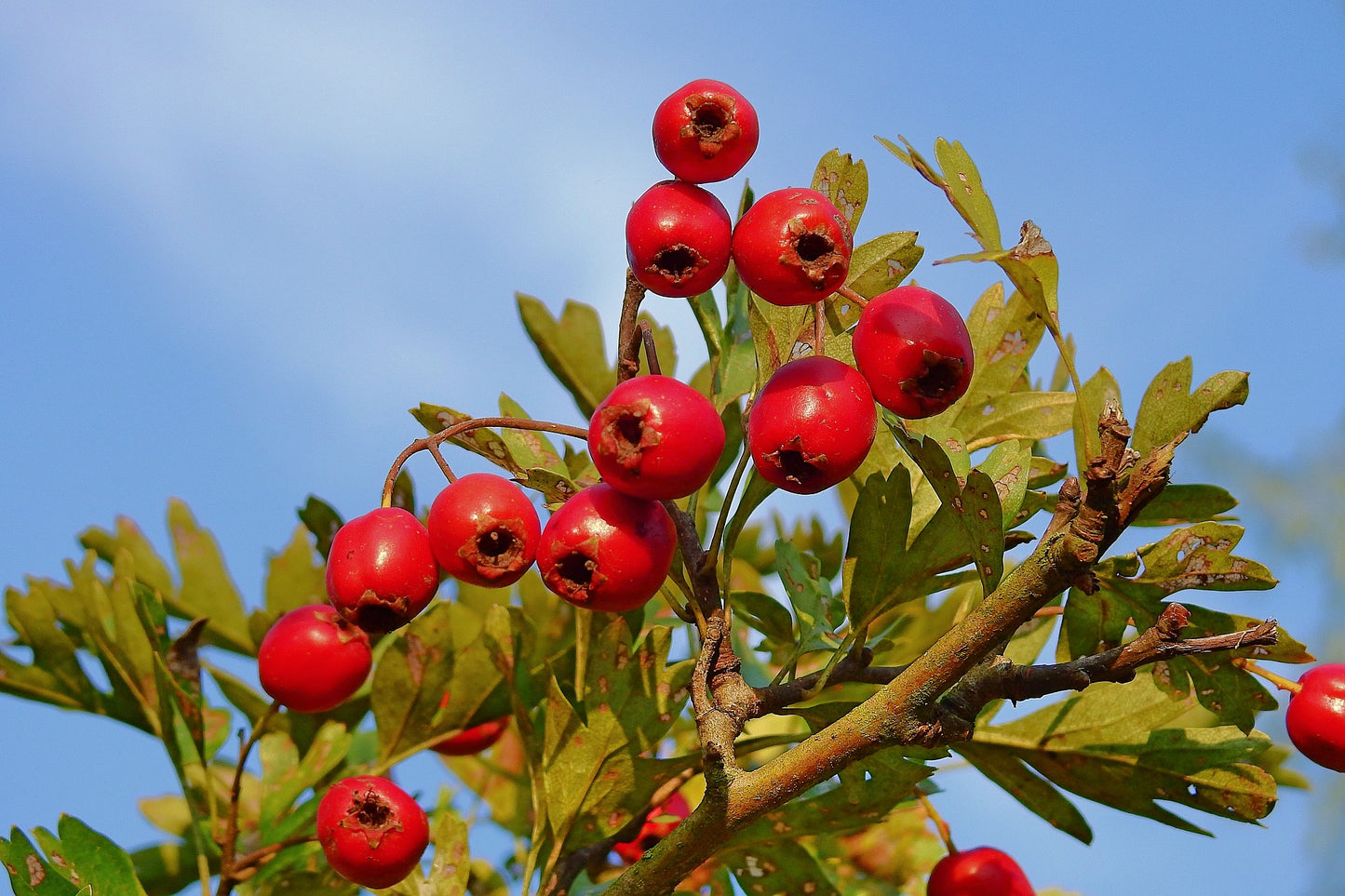Hawthorn Herbal Syrup