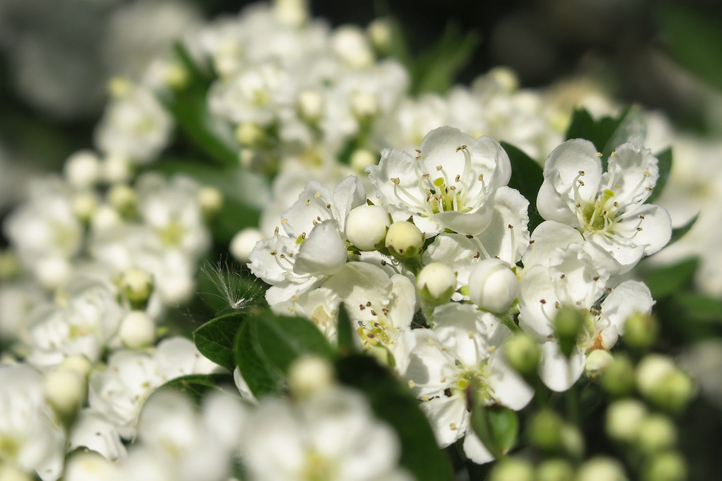Hawthorn Herbal Syrup
