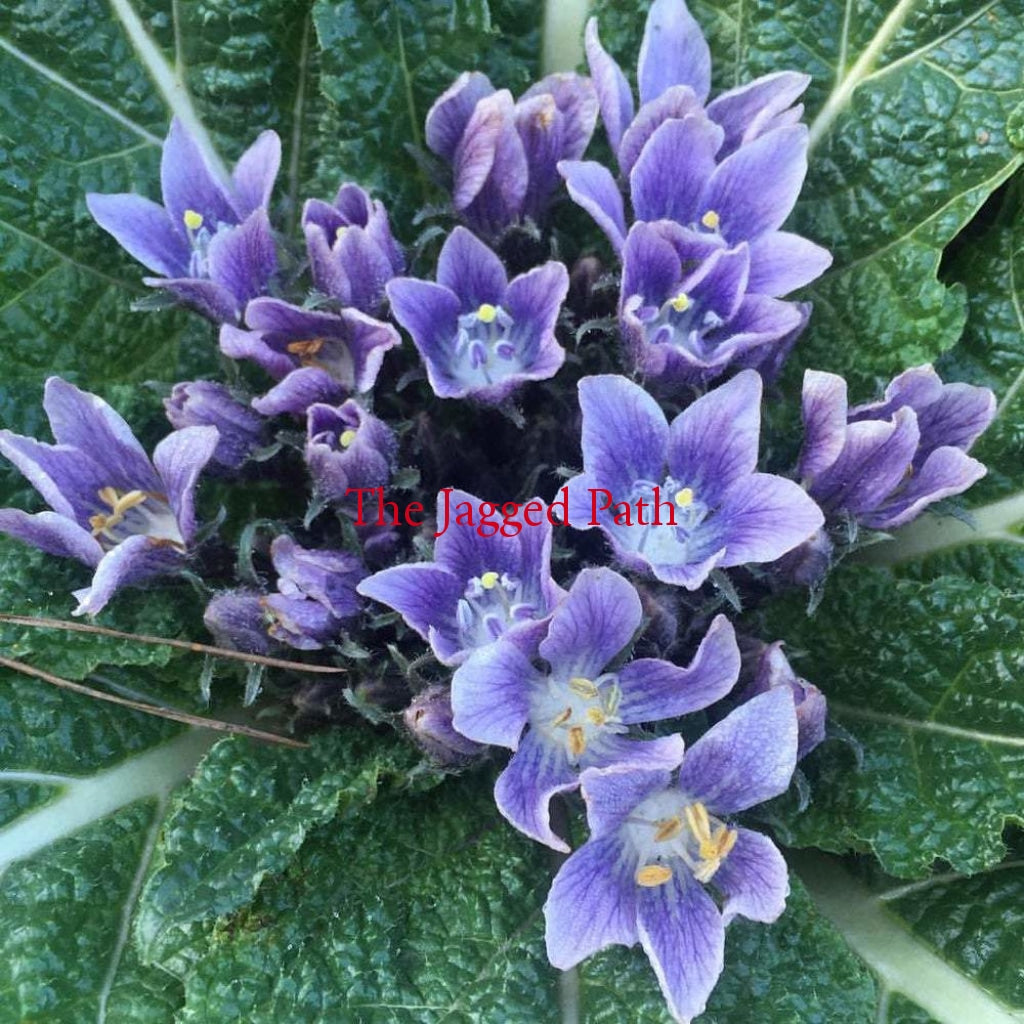 Mandrake Flower Essence
