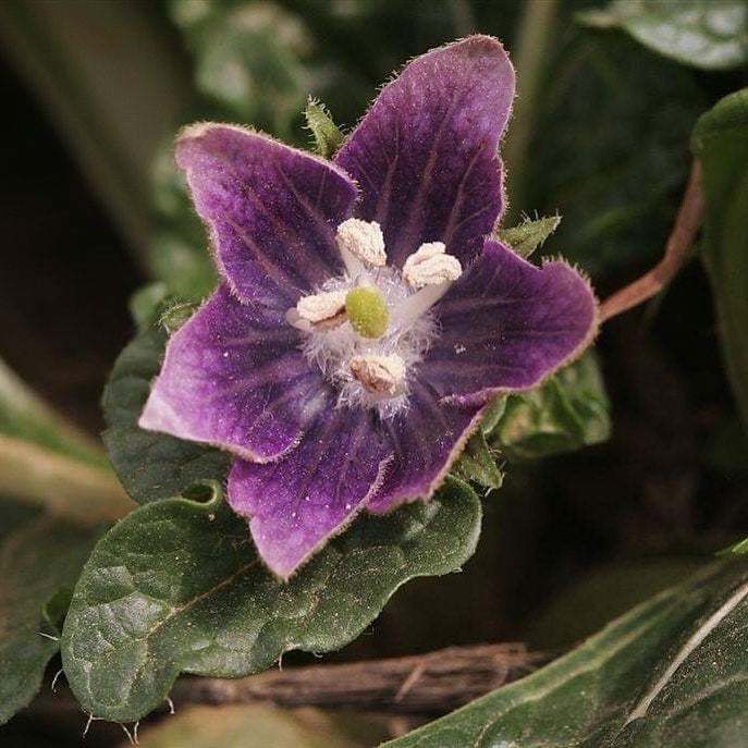 Mandrake Flying Ointment