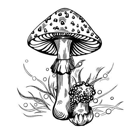 Fly Agaric Mushroom Essence
