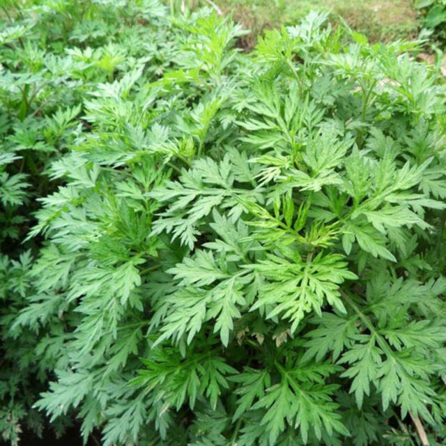 Mugwort and Wormwood Artemisia ointment