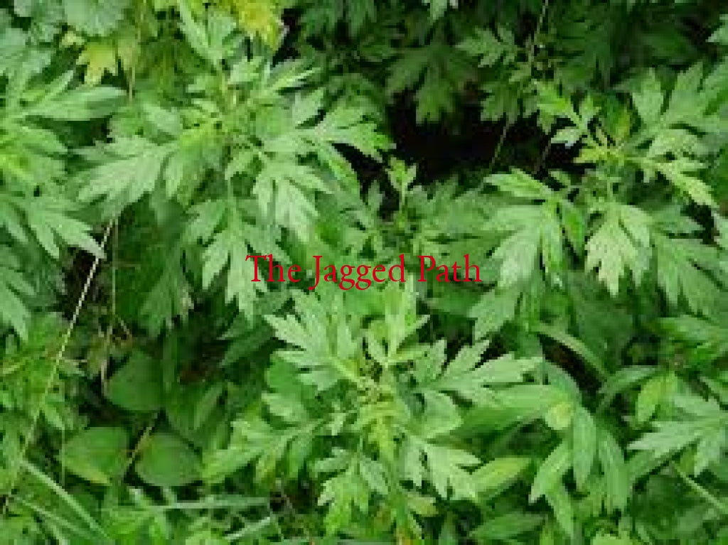 Mugwort Tincture 60 Ml