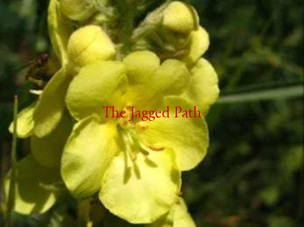Mullein Tincture