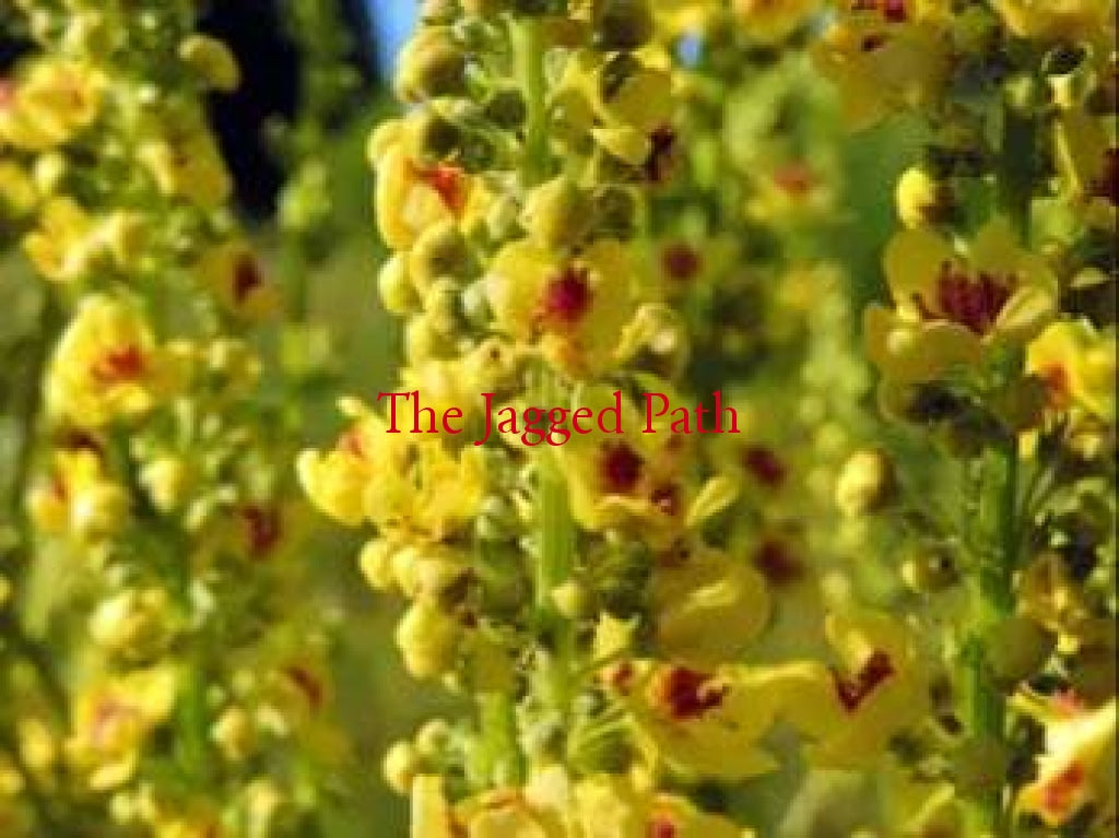 Mullein Tincture