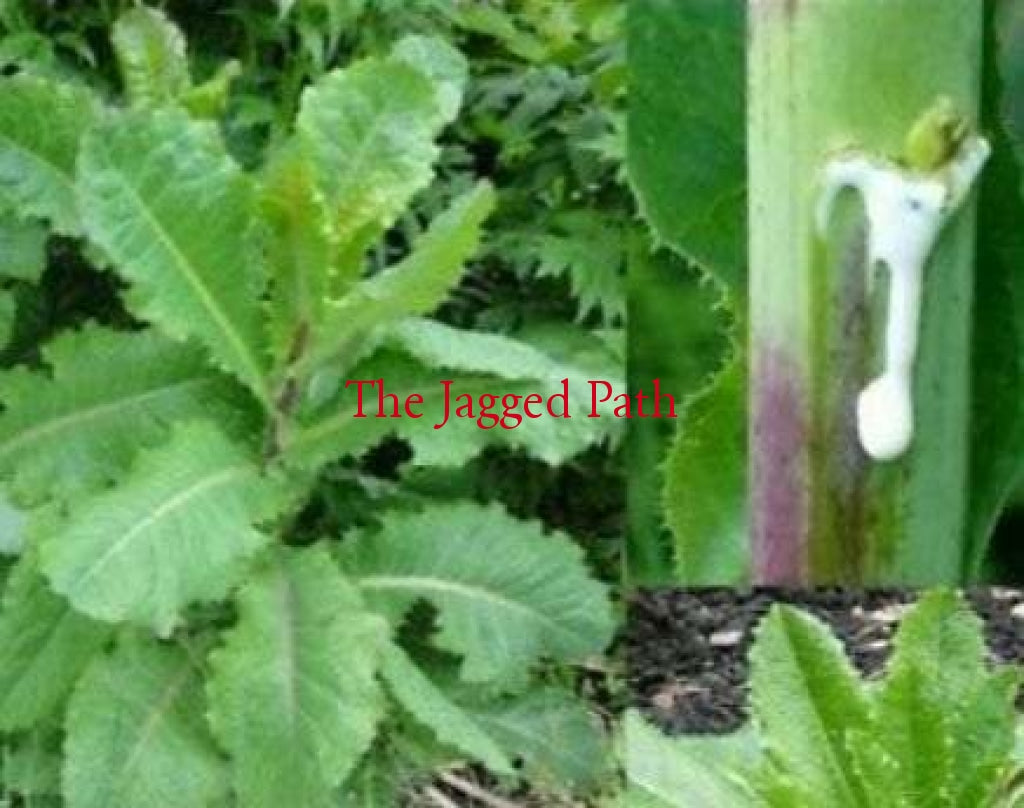 Opium Lettuce Ointment