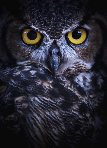Owl's Flight Oil