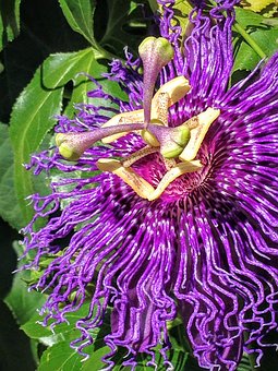 Passionflower Tincture