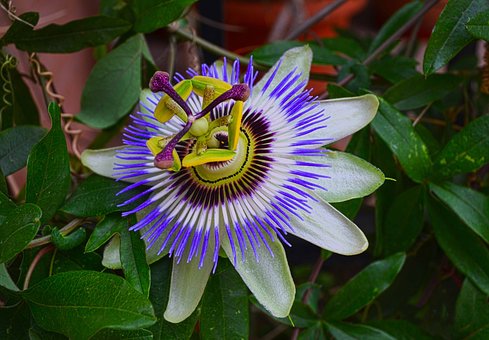 Passionflower Flower Essence