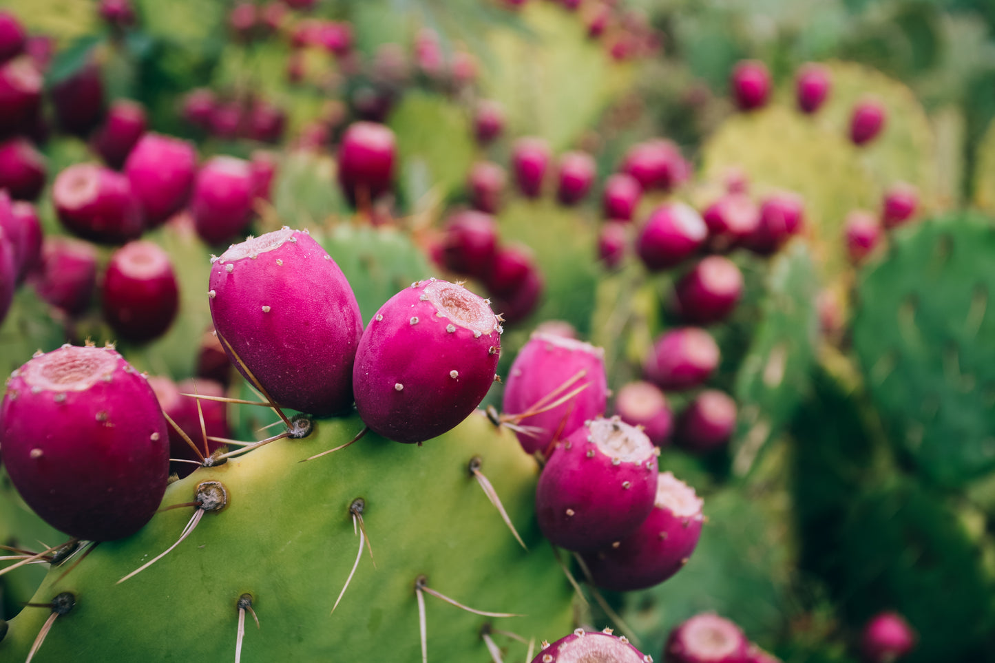 Prickly Pear Cactus Elixir