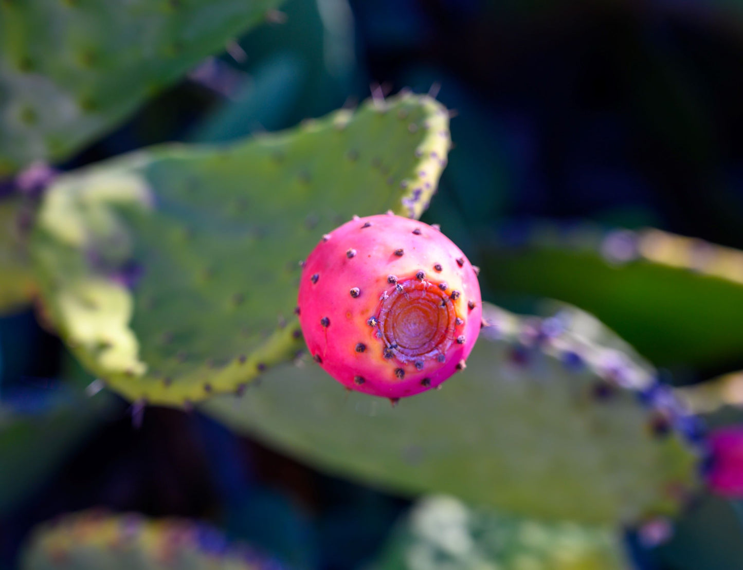 Prickly Pear Cactus Elixir
