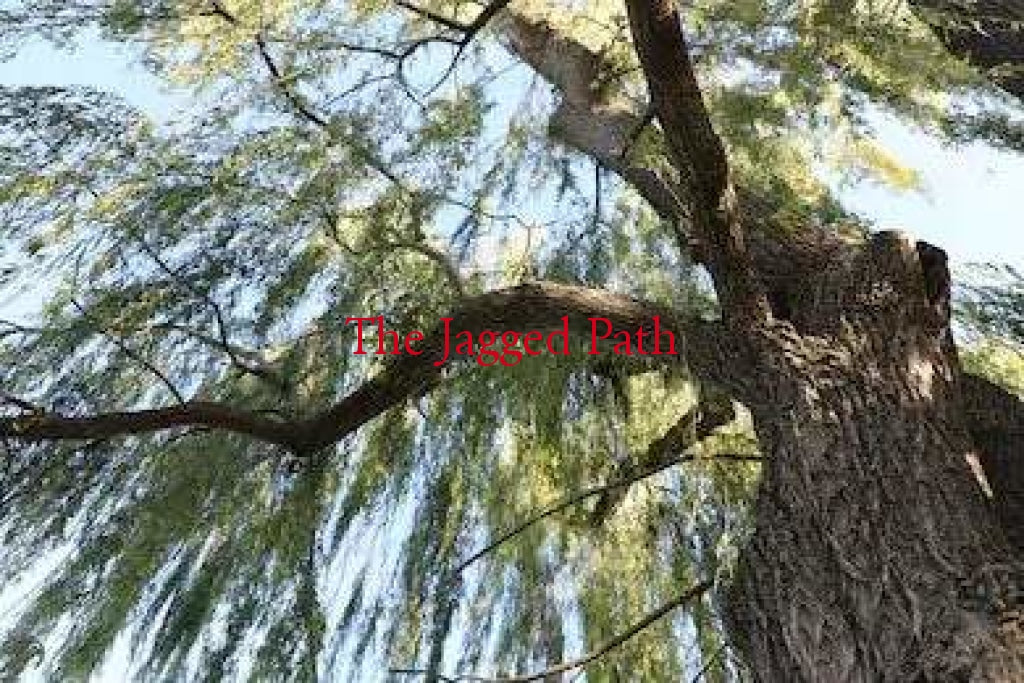 White Willow Bark Tincture