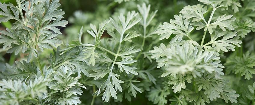 Mugwort and Wormwood Artemisia ointment