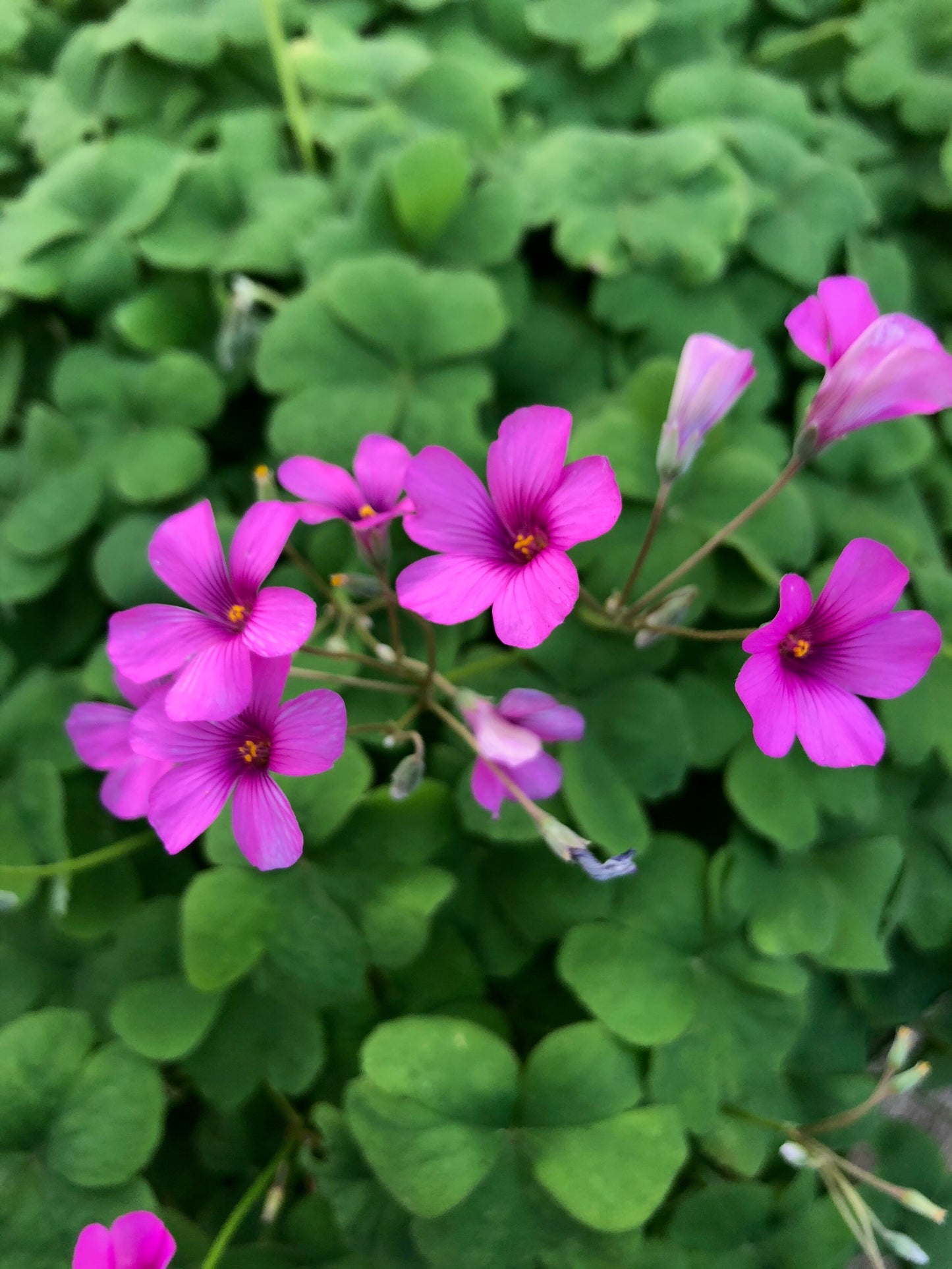 Wood Sorrel Tincture