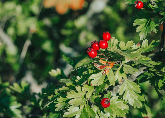 Hawthorn Herbal Syrup