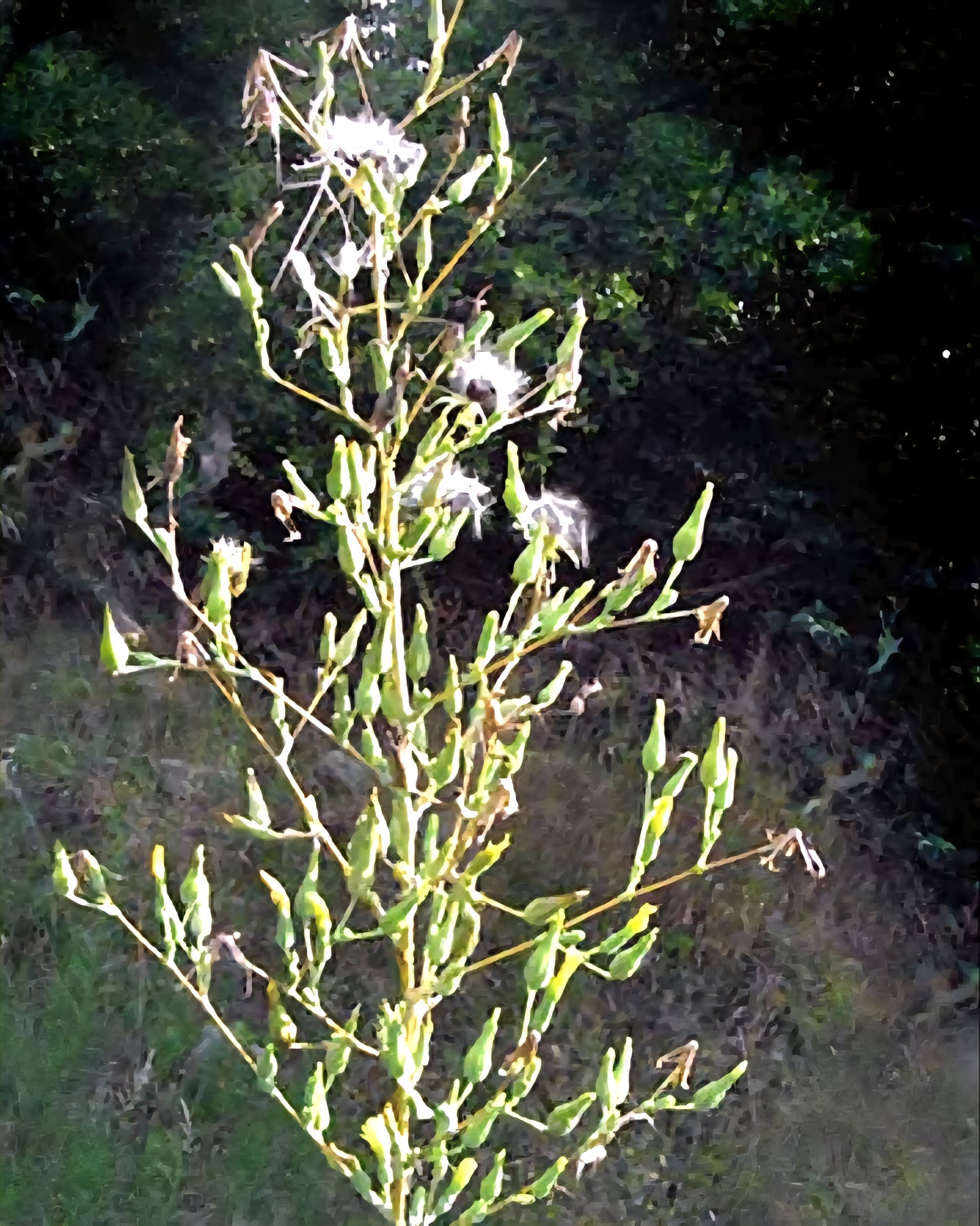Opıum / Wild lettuce tincture