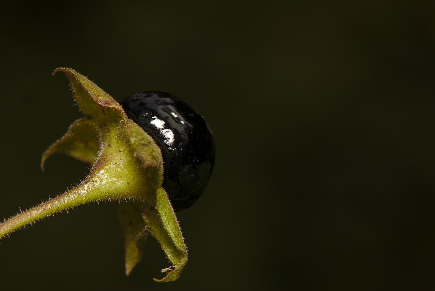 Atropa Belladonna Tincture