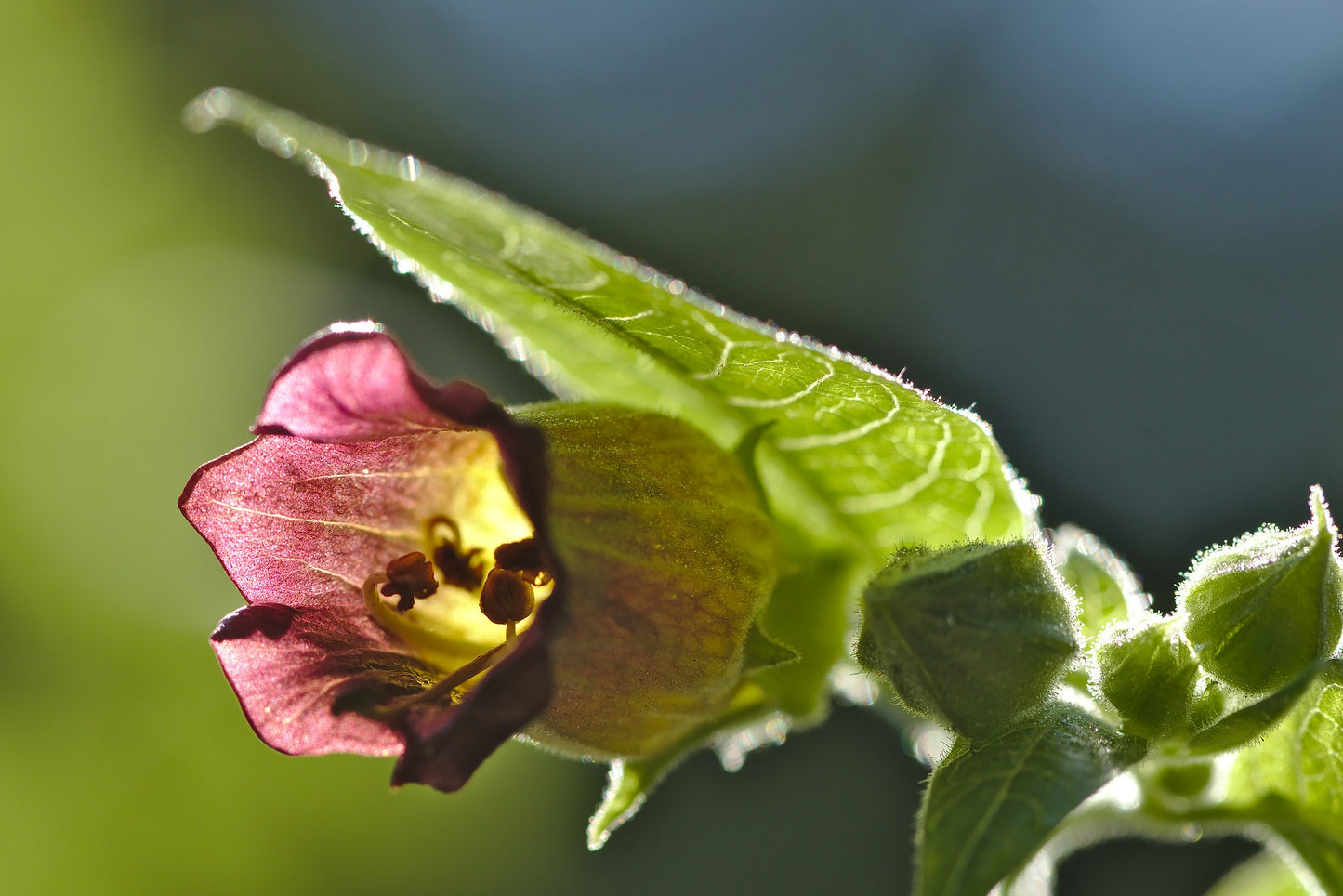 Atropa Belladonna Tincture